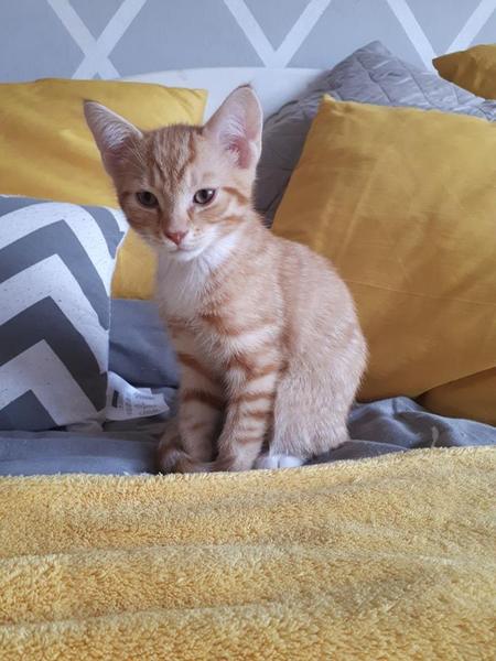 New kitten, name ideas please