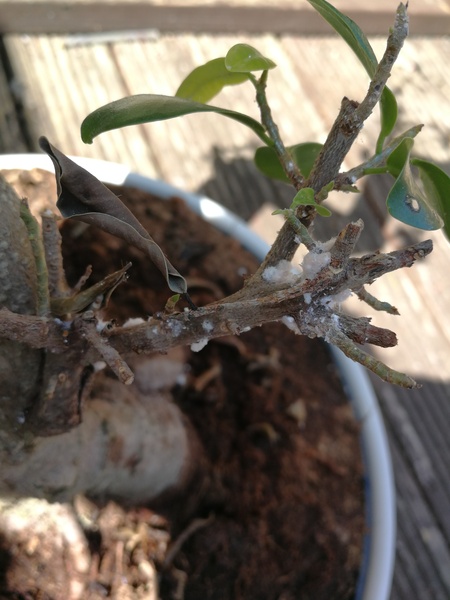 Help with my bonsai tree.