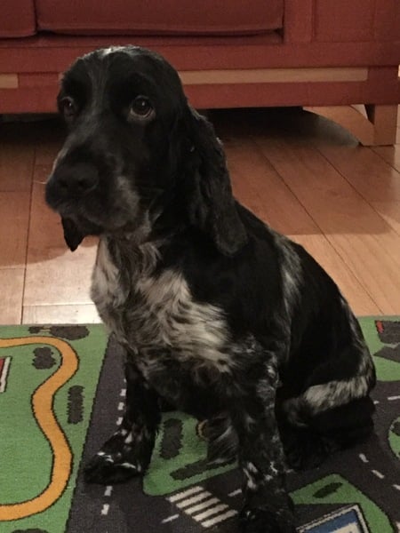 I got her winter coat shaved off...
