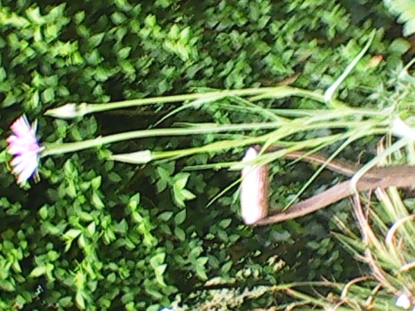 another name this plant ...