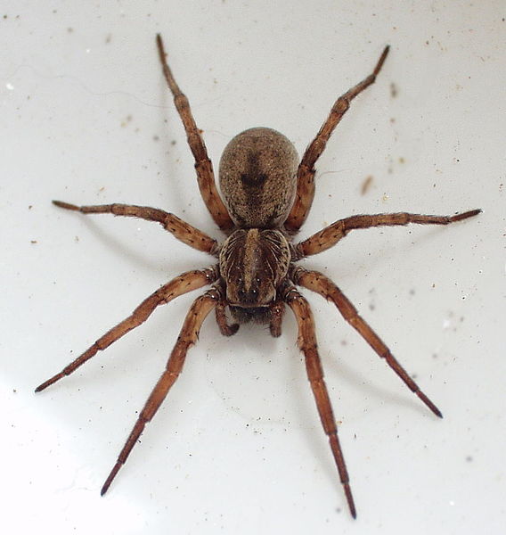 To have put him outside for trying to get in my bed (warning - spider pic)