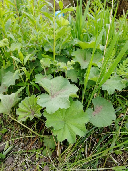 Weeds, nice plants, horrid plants??