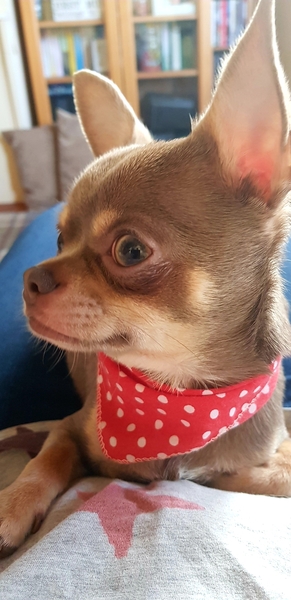 Chihuahua