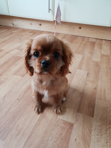 Help choosing family pet