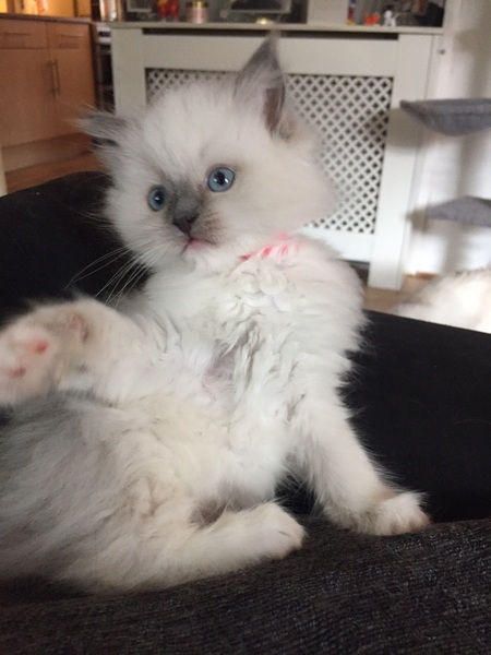 We have kittens!