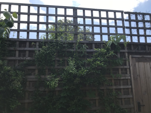 Anti burglar plants for a wall