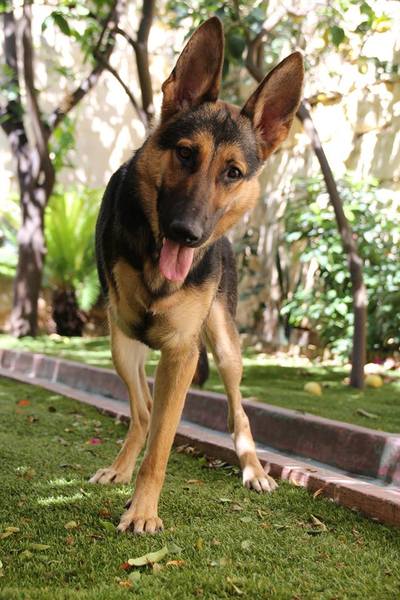 Anyone else got a tripod (tripawd) dog?