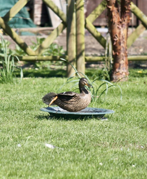 AIBU to feed the ducks?