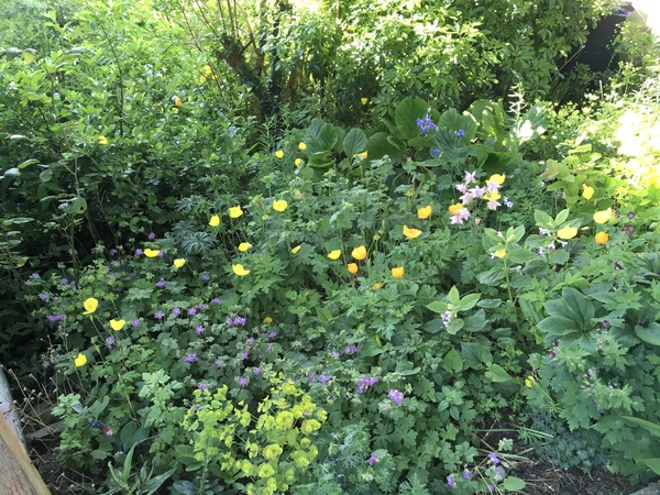 Help needed tidying wild/country raised bed (with photo)