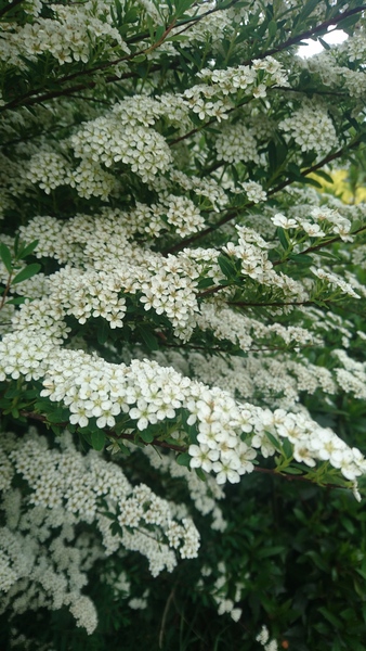 What's blooming in your garden at the moment?