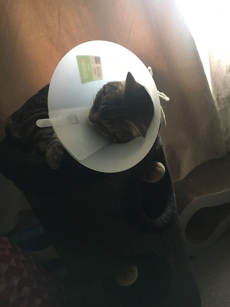 What’s the best cone for three weeks?