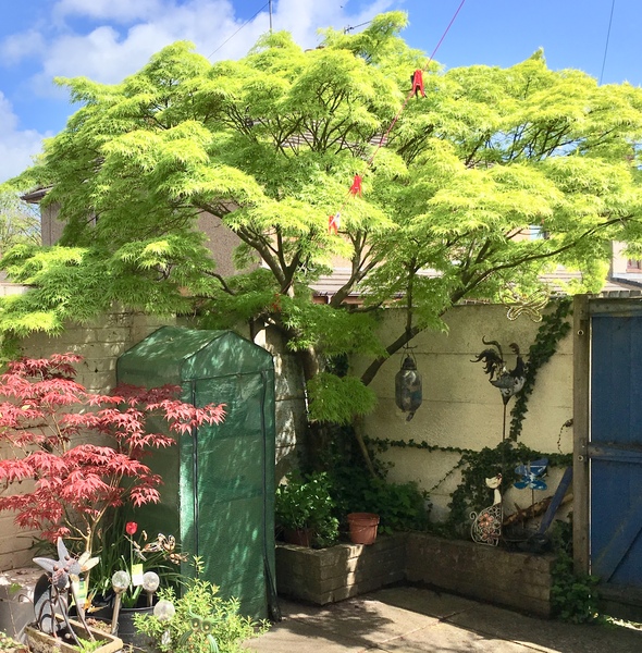 I need a fail-safe, foolproof climber - any suggestions?
