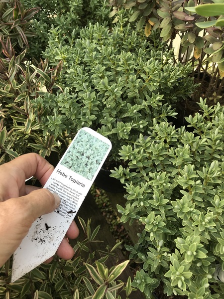 Please identify these 3 plants!