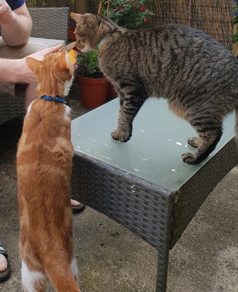 What's your DCat up to today? Episode 6, Return of the... Cats?