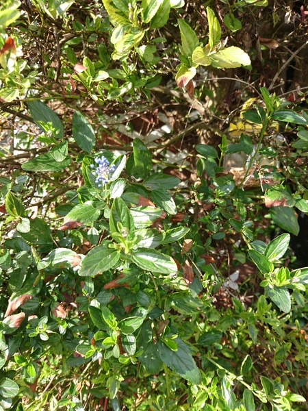Shrub identification and diagnosis