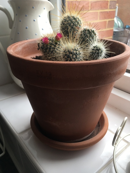 My cactus just flowered. First time ever anyone know why