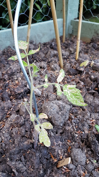 Allotment/Veg Patch Thread 12! Plotmenters hoping for better weather