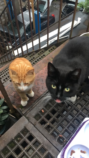 What's your DCat up to today? Episode 6, Return of the... Cats?