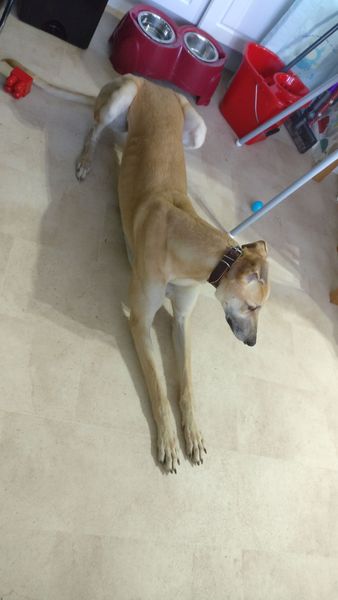 Considering rehoming a dog from a rescue... any tips? Advice?
