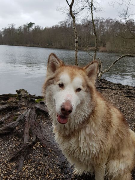 To think I owe my dog so much