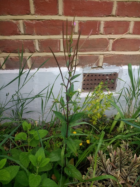 Yet another plant/weed identification thread
