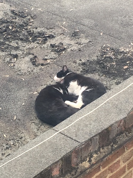 What's your DCat up to today? Episode 6, Return of the... Cats?