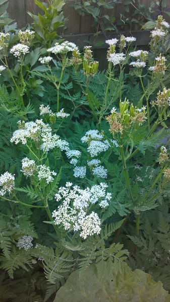 Weeds, nice plants, horrid plants??