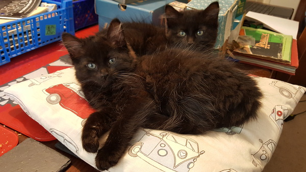 I love my new kittens