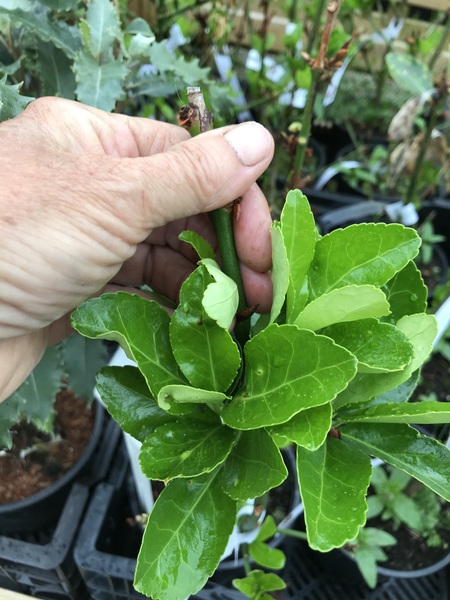 Does anyone recognise this shrub?