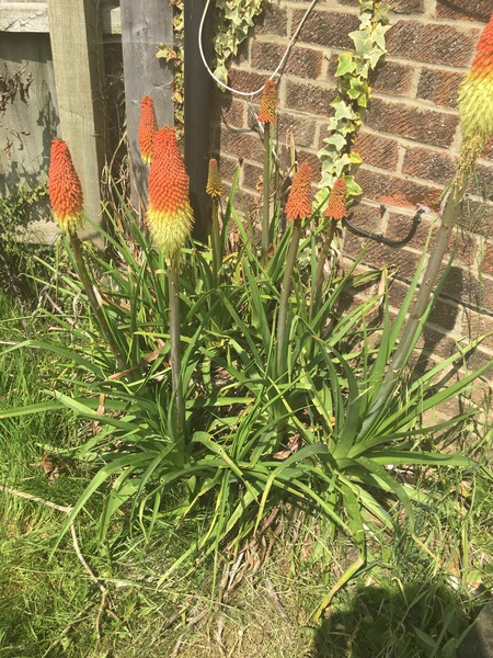 What's blooming in your garden at the moment?