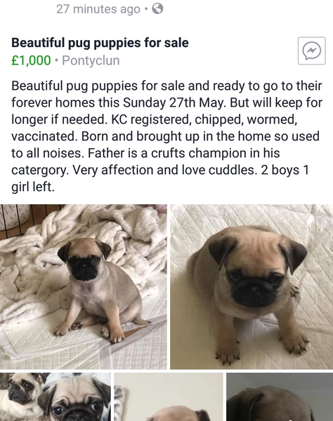 Maltipoo Puppy Breeder Recommendations - UK