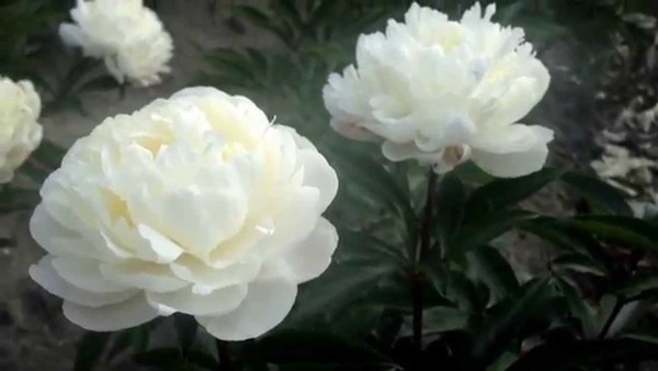 Where’s my peony gone???