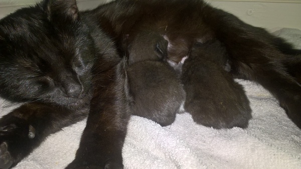 help pregnant stray!