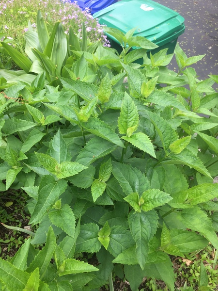 More weed or not help please?