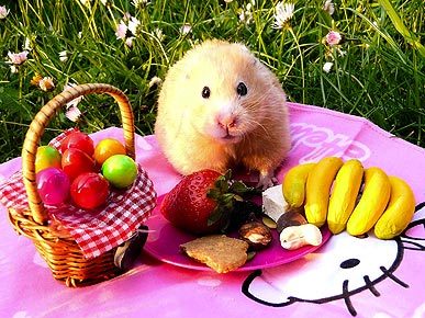 MIL and her picnic hamster