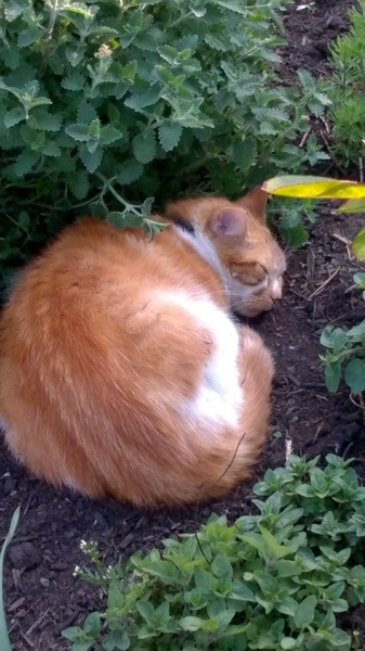 It's too hot to move