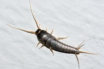 Silverfish!