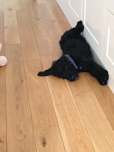 Tips for surviving puppy motherhood? 🐶
