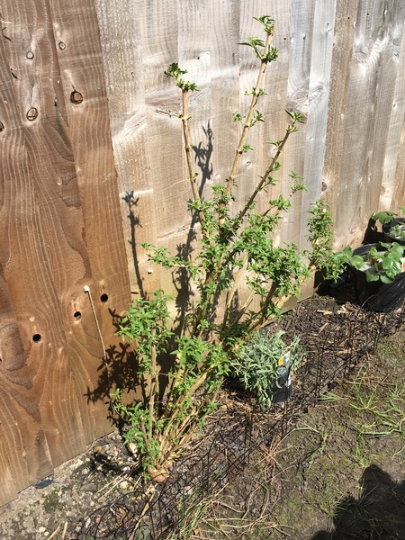 Help with a fuchsia