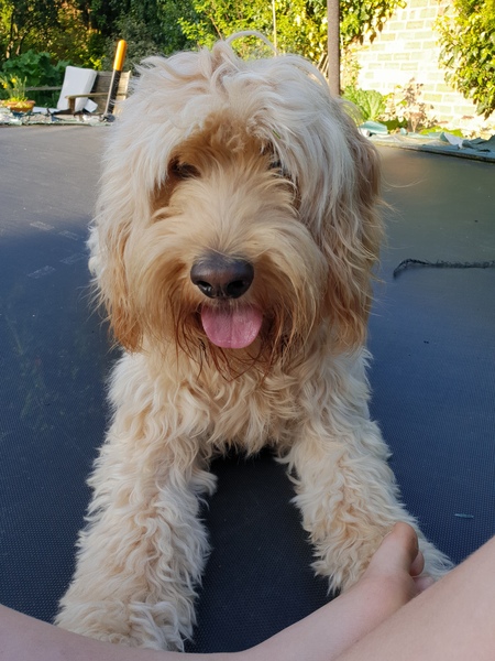 To think I owe my dog so much