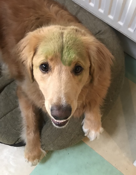 General Dog Chat Part II