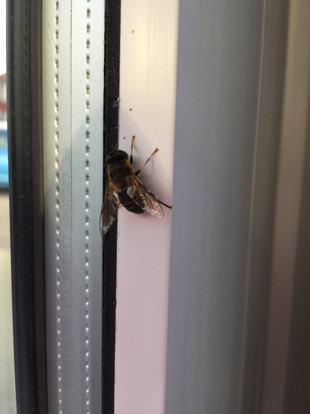bee or fly?