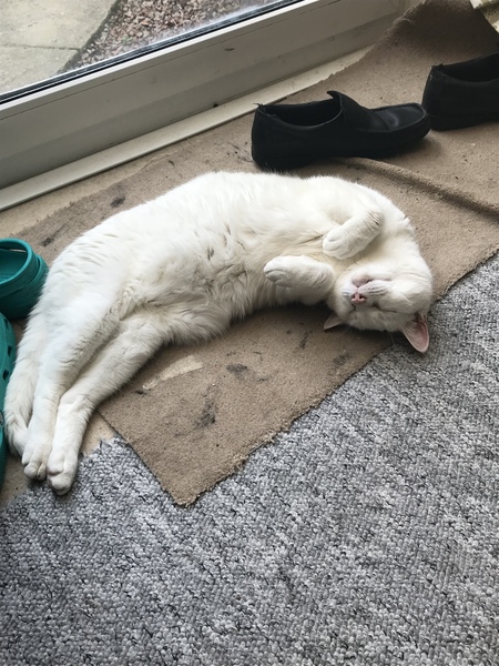 .. to be jealous of my cat..