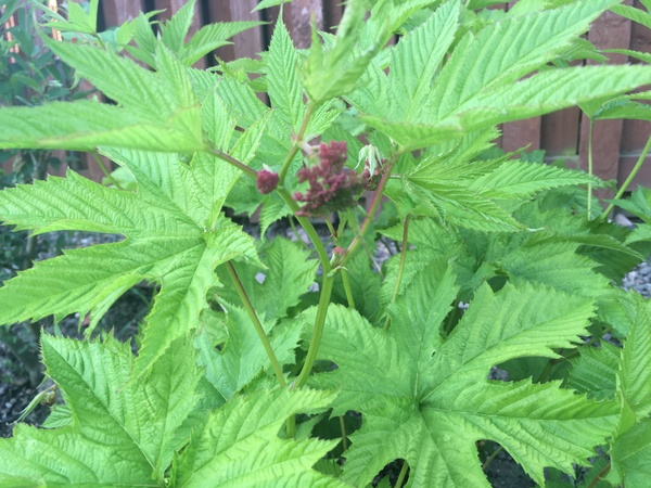 Anyone know what this is?