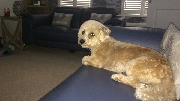General Dog Chat Part II