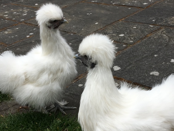 To keep chickens