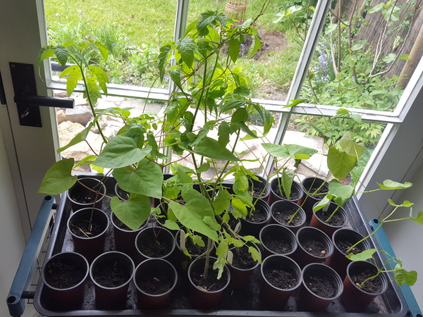 Allotment/Veg Patch Thread 12! Plotmenters hoping for better weather