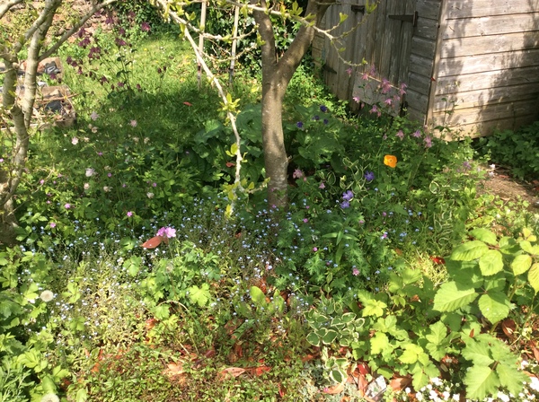 Please help me - complete novice trying to keep garden understand control!