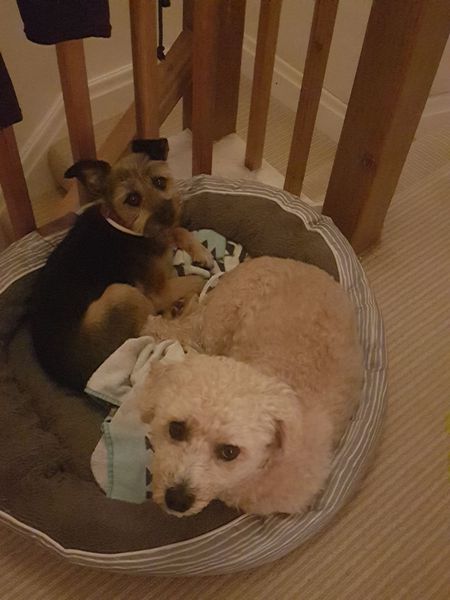 Considering rehoming a dog from a rescue... any tips? Advice?
