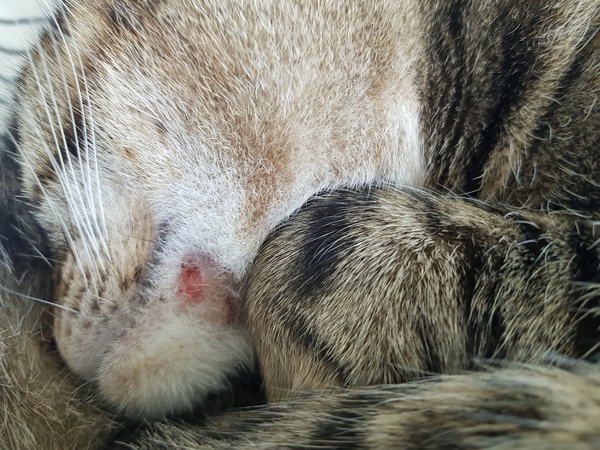 DH said no vet, I disagree!